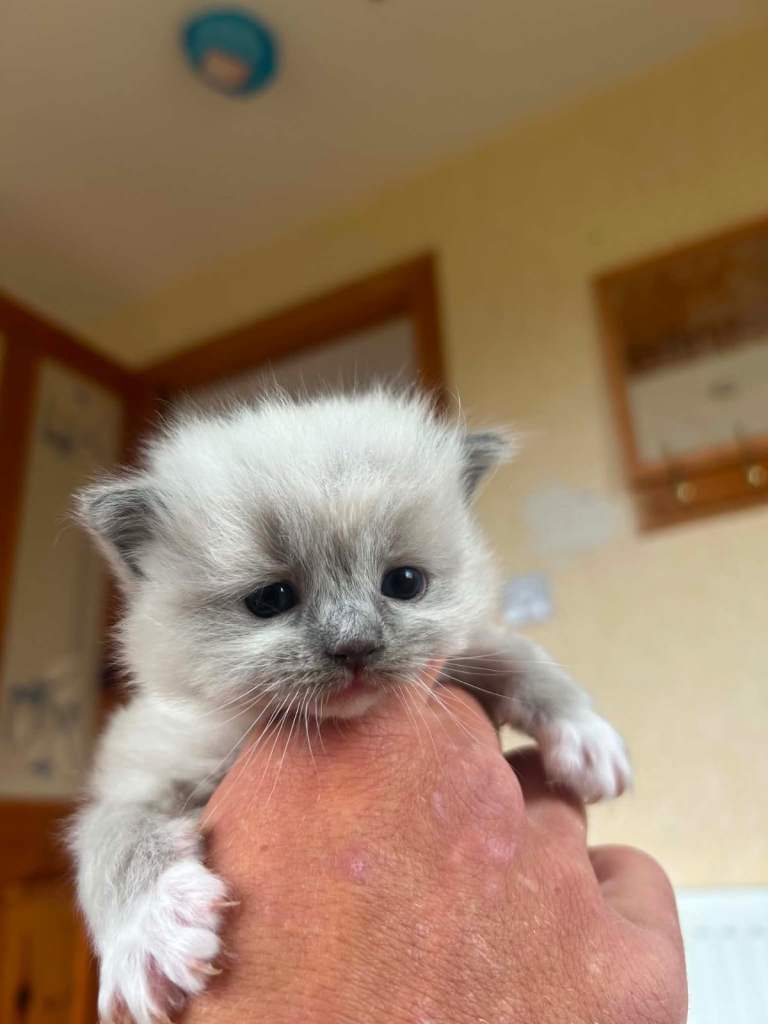 Ragdoll kittens 