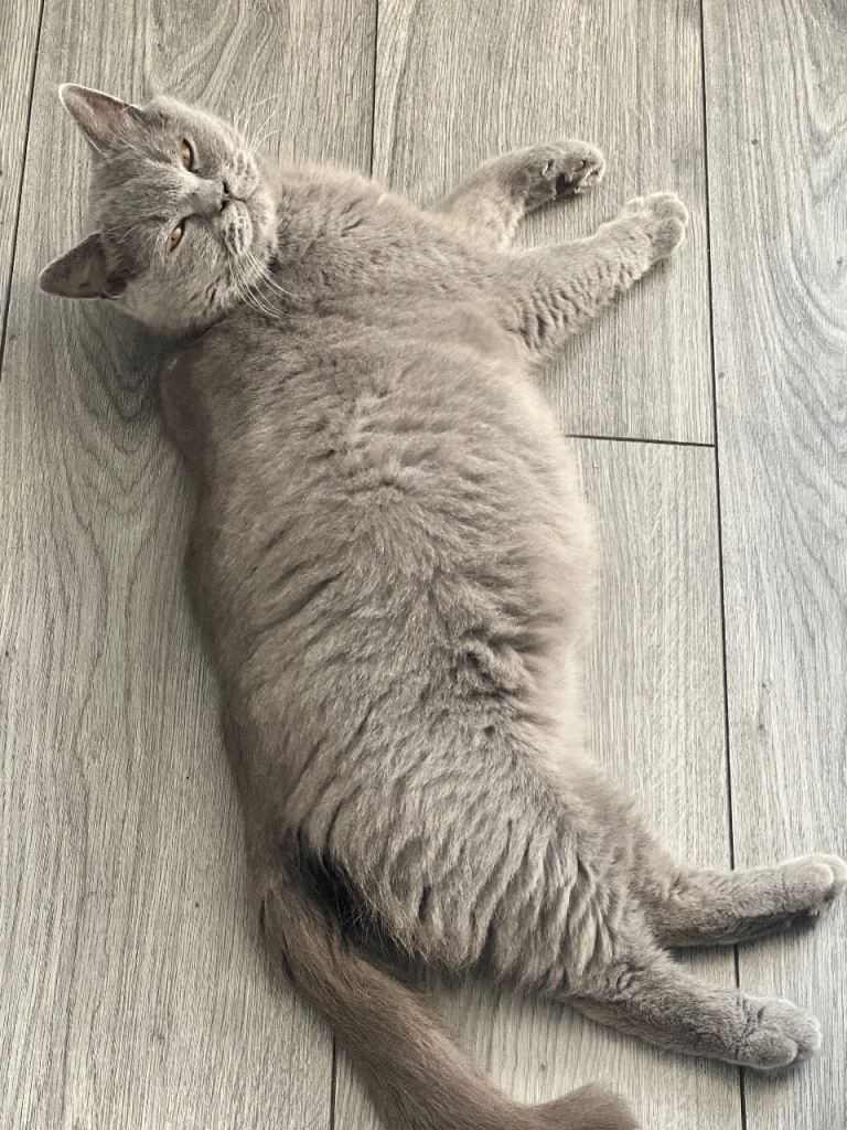 British Shorthair kittens for sale…