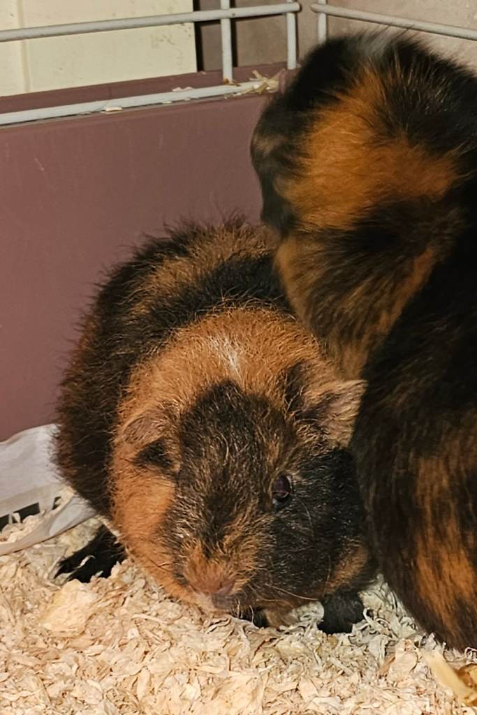 1 male guinea pig for sale