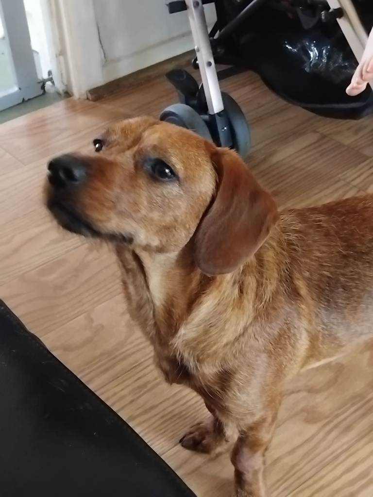 8 month old male doxiepoo