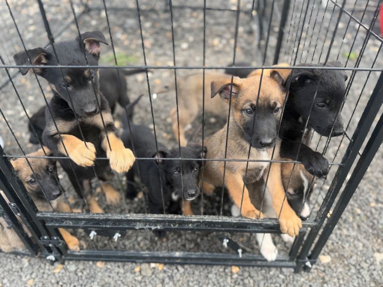 German shepherd x Belgian malinois puppies