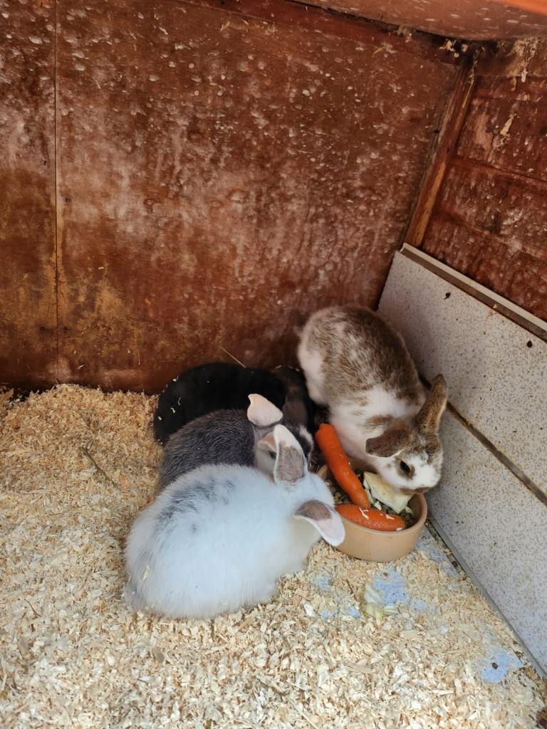 5 lop bunnies 