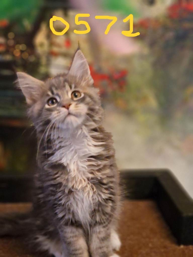 Maine Coon Kittens World Champion Blood Lines 5 boys 1 girl Silver Smokey Tabbies