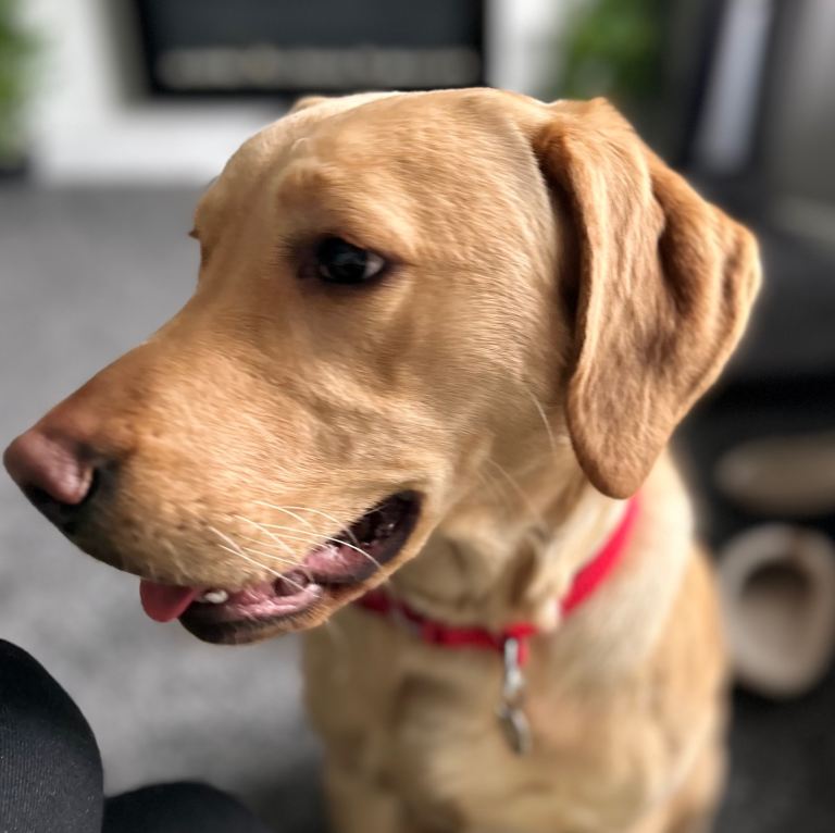 Labrador 2yr old