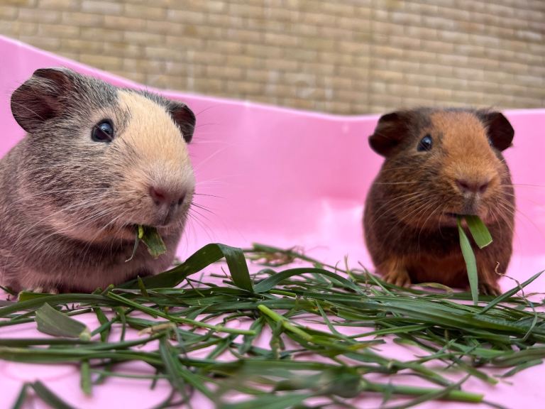 Two beautiful male guinea pigs 