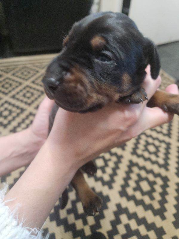Doberman puppies 