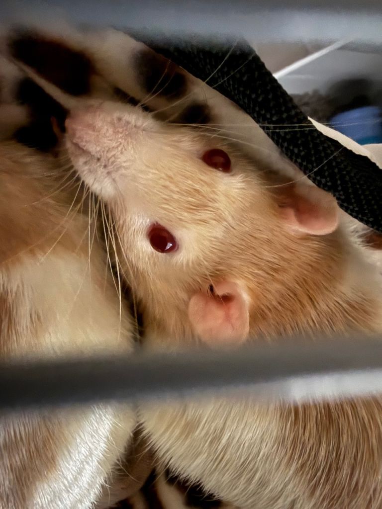 2x male fancy rats