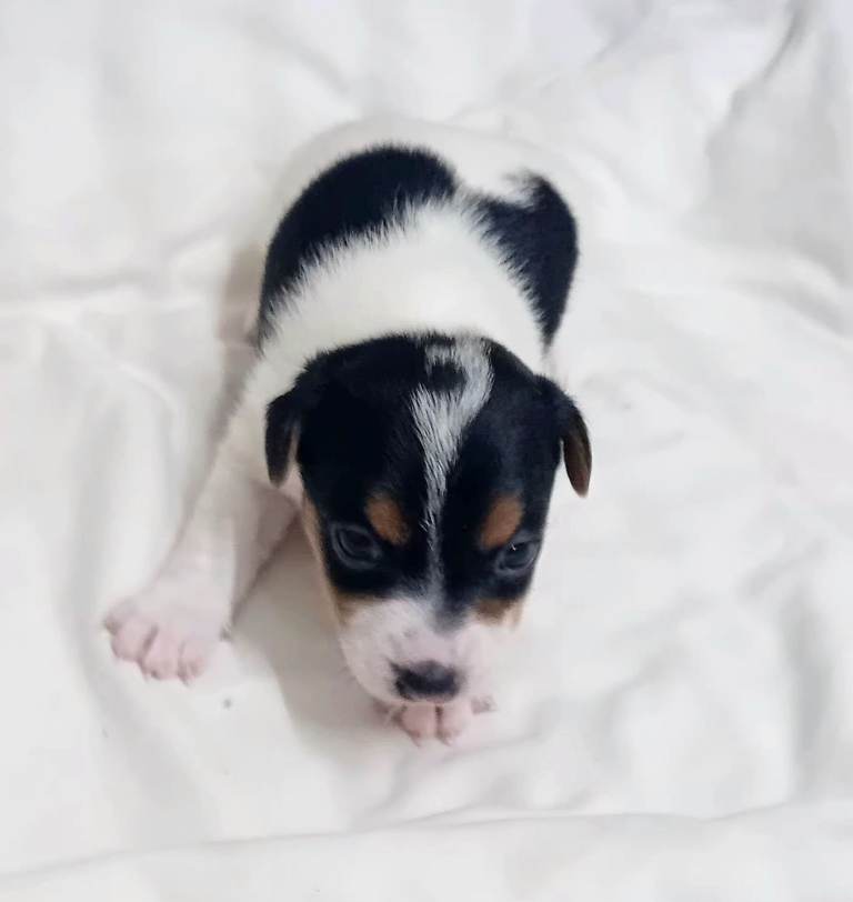 Jack russell puppies tri colour 