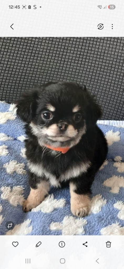 AVAILABLE NOW,,REGISTERED LONG COAT CHIHUAHUA PUPPIES 