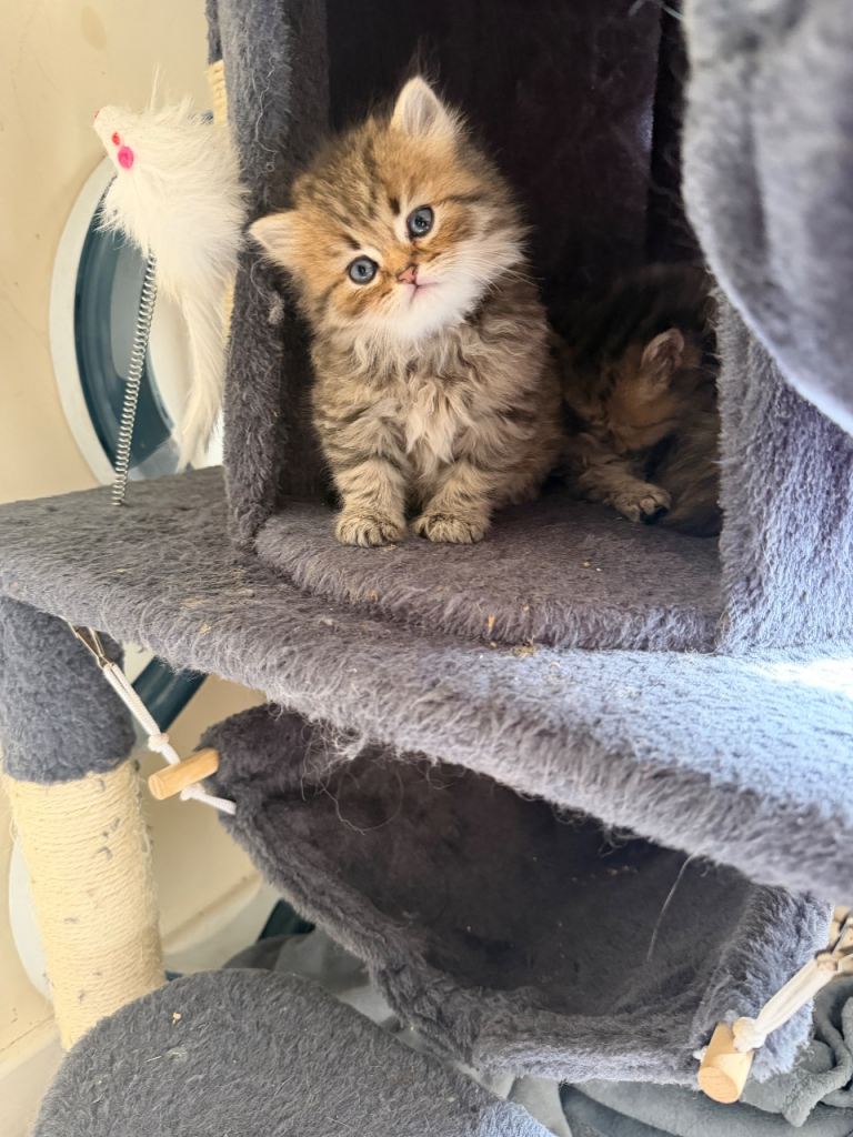 Golden Shaded & Solid Brown Persian Kittens – Ready This Weekend