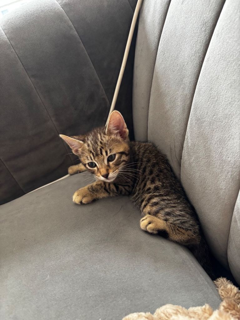 Kitten (male)