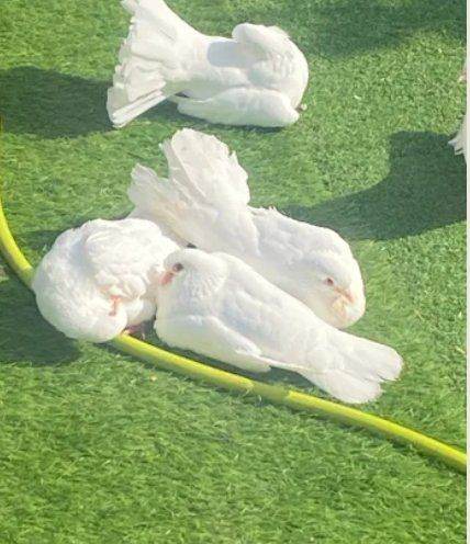 white fantail doves
