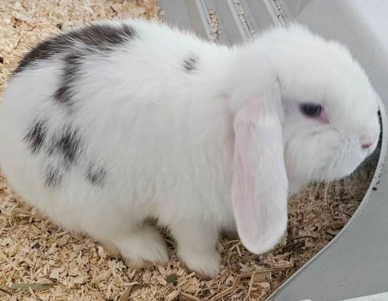 RABBIT Mini-Lop BABY BUTTERFLY 