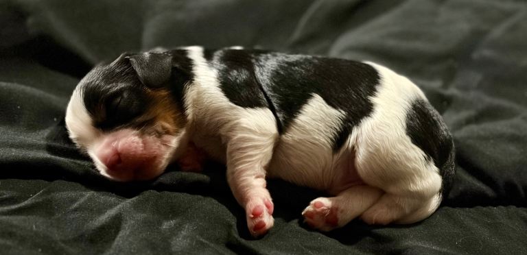 Beautiful cavalier king Charles spaniel puppies 