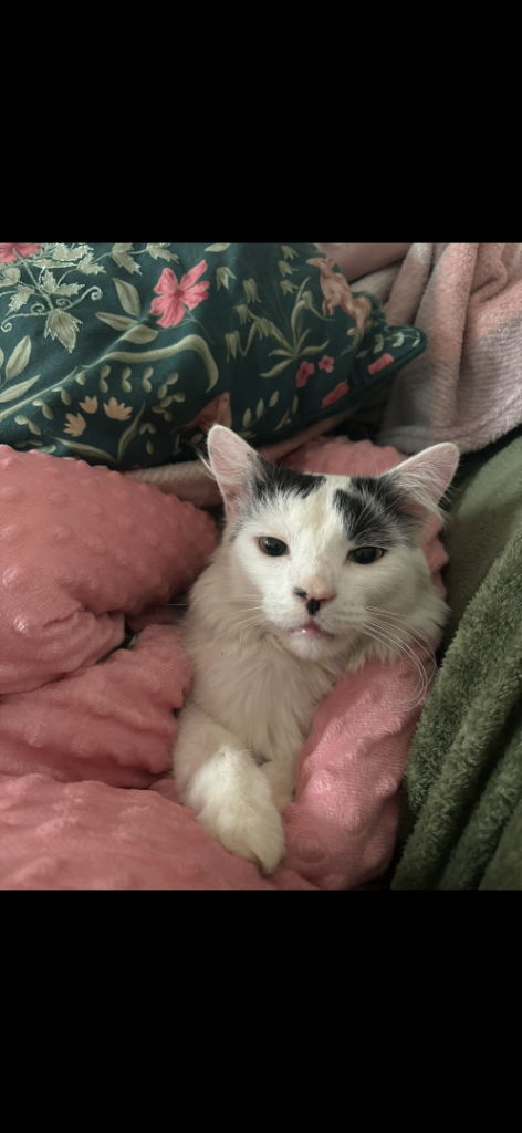3 year old long hair cat neutered, chipped and healthy 