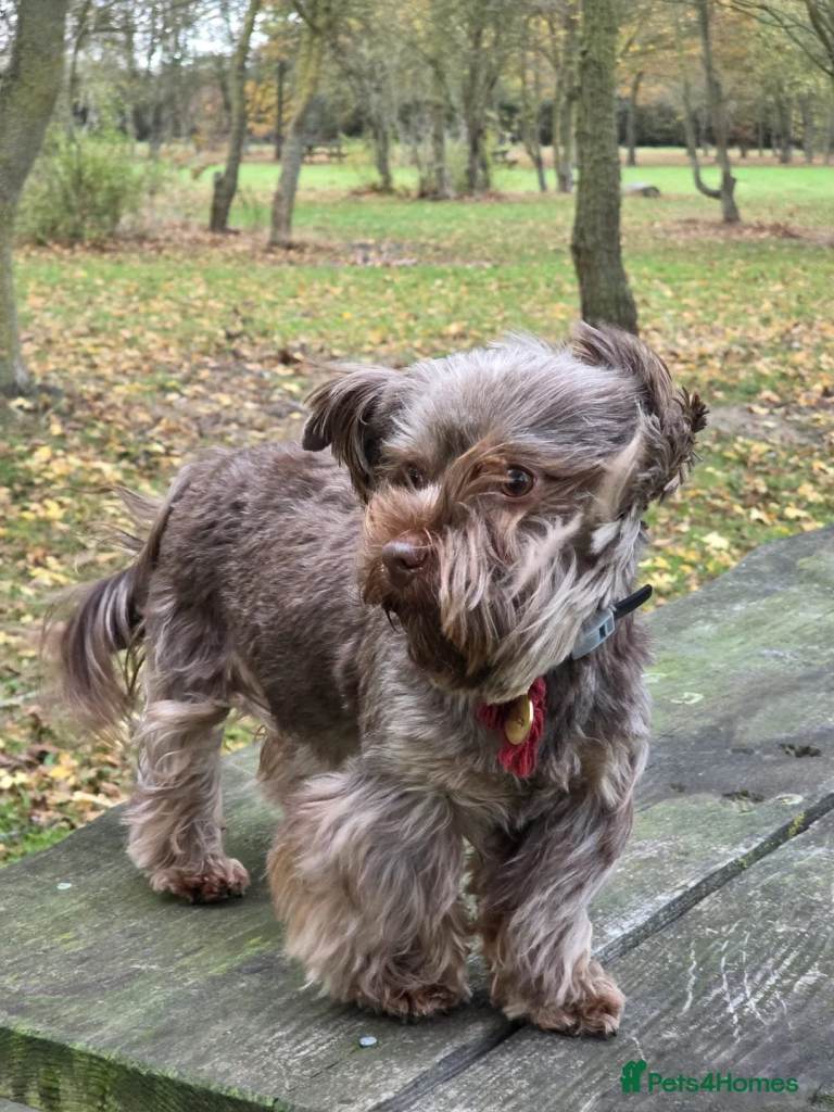 Wonderful york puppies