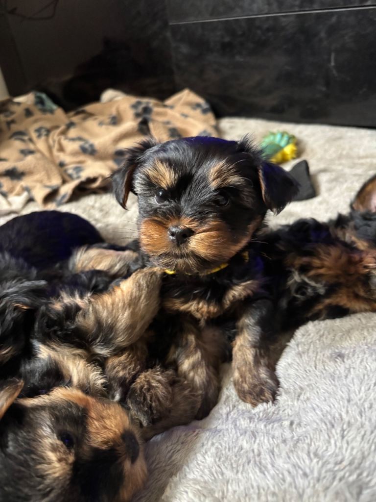 Yorkshire terrier puppies 