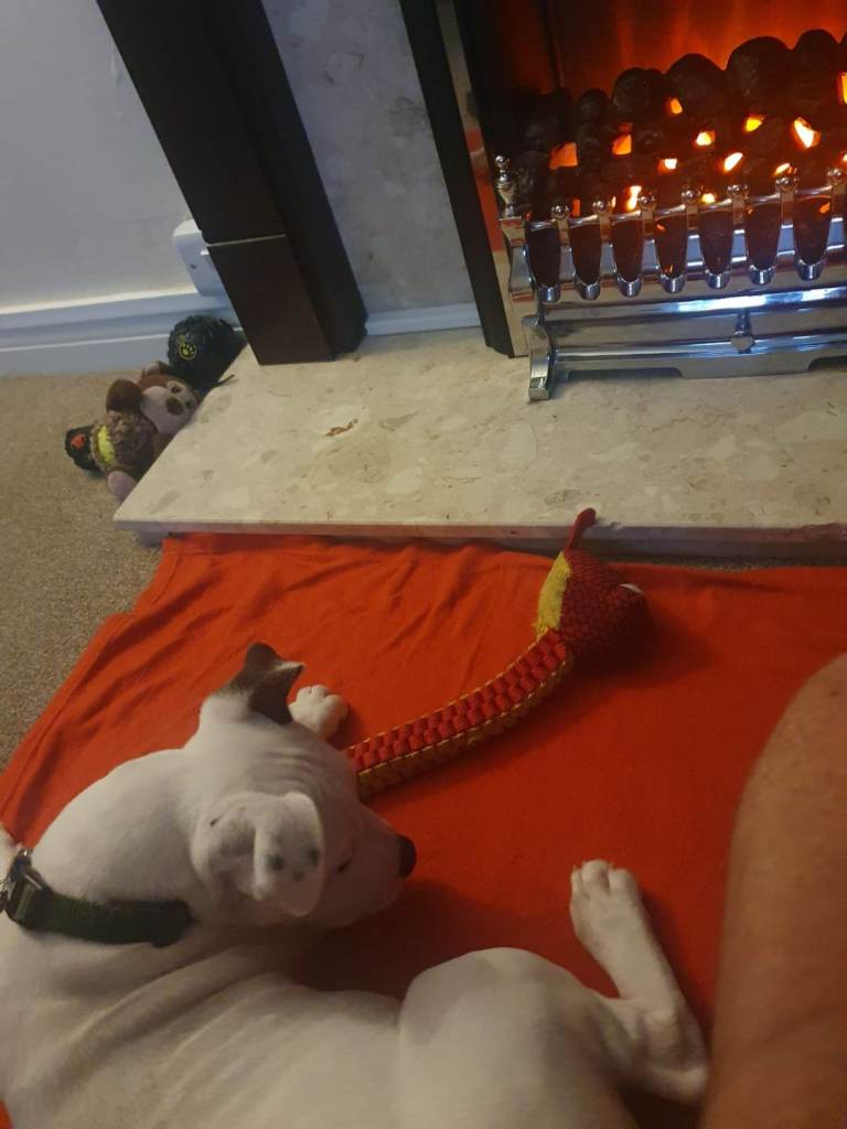 Staffie for rehoming 