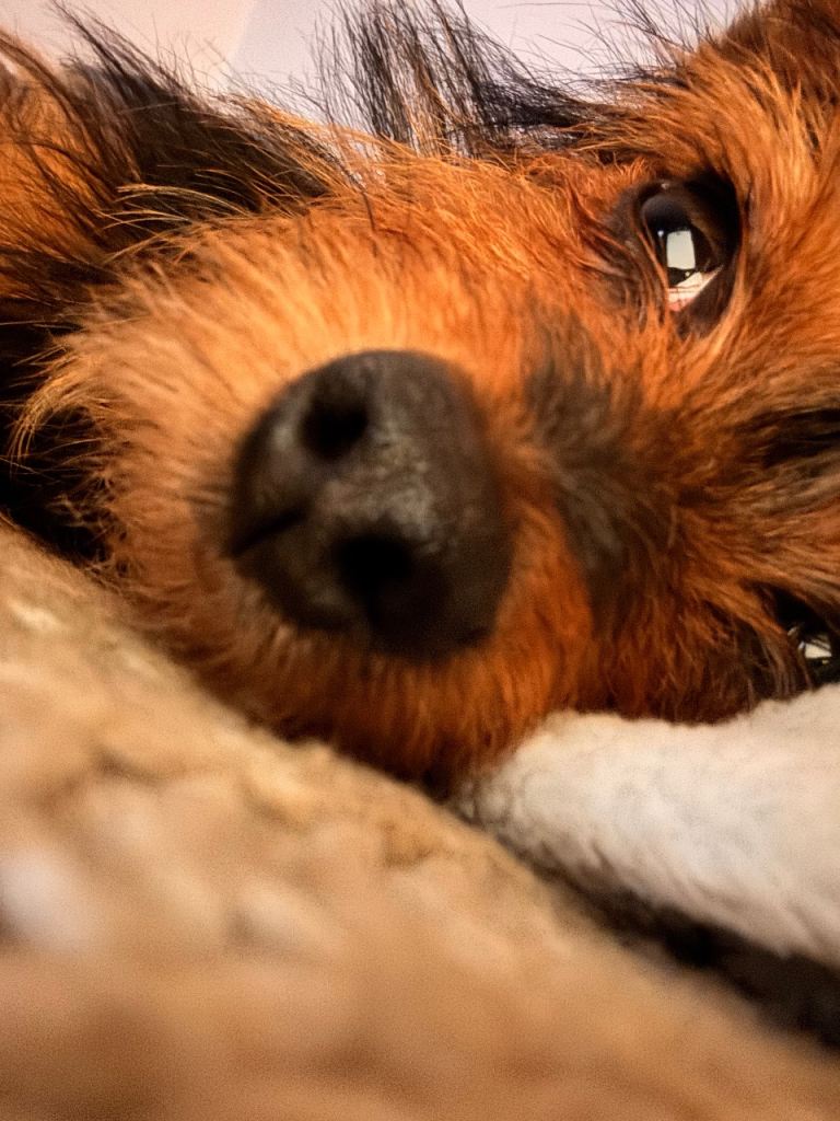 Millie is looking for her forever home 