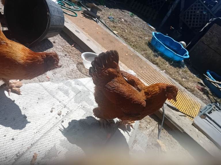 9 chickens looking for new coop