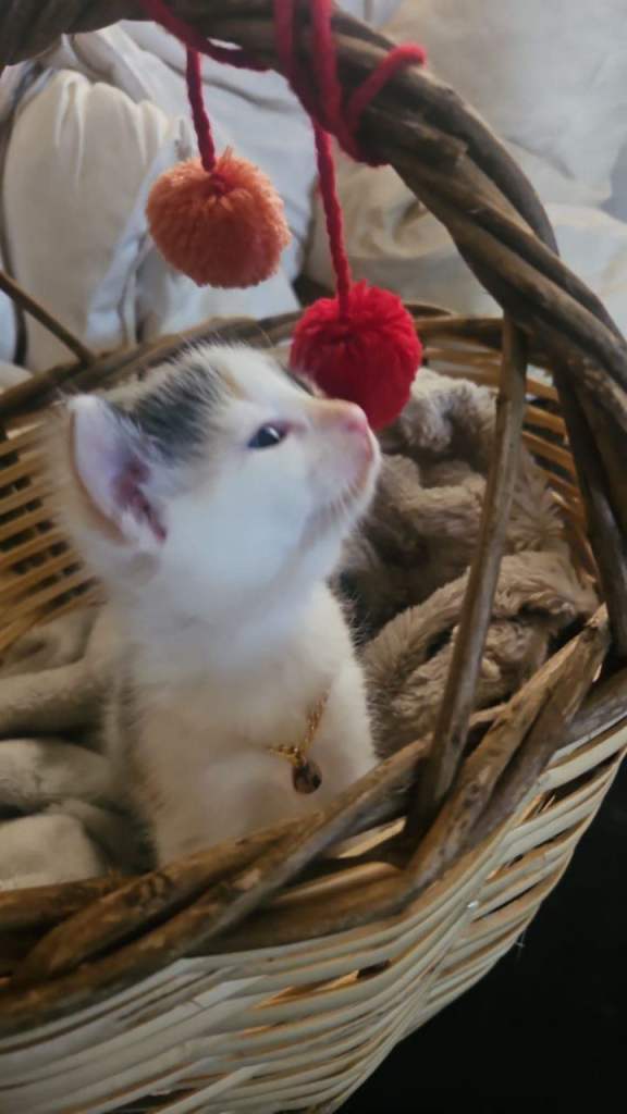 Kittens 