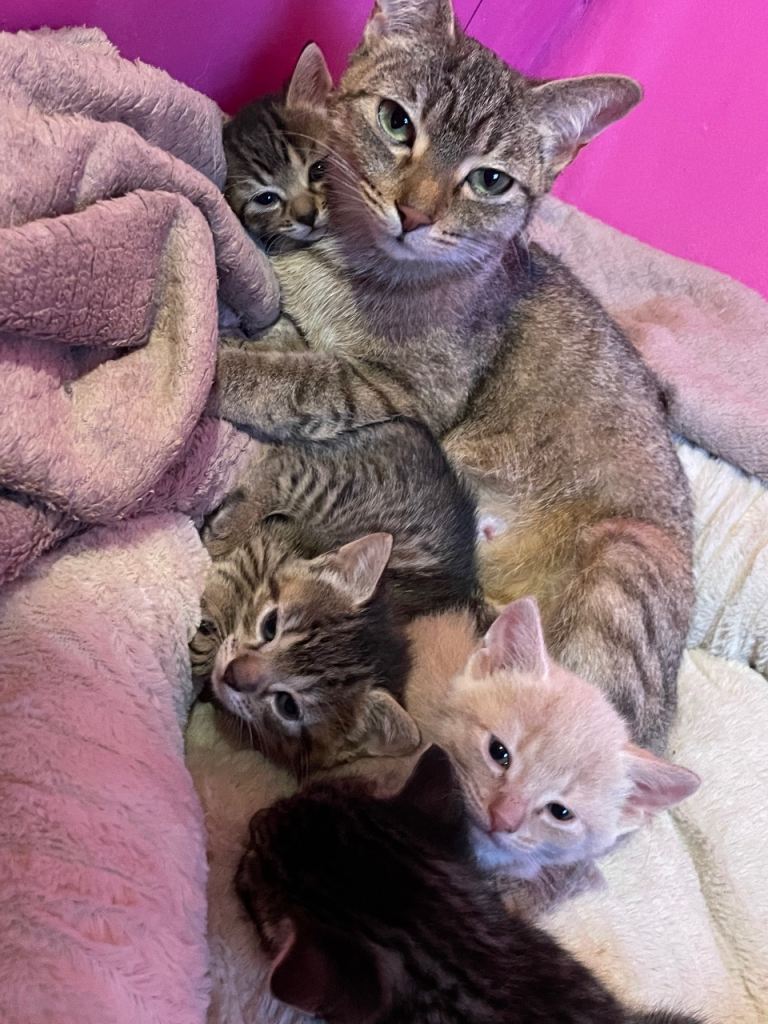 Kittens 