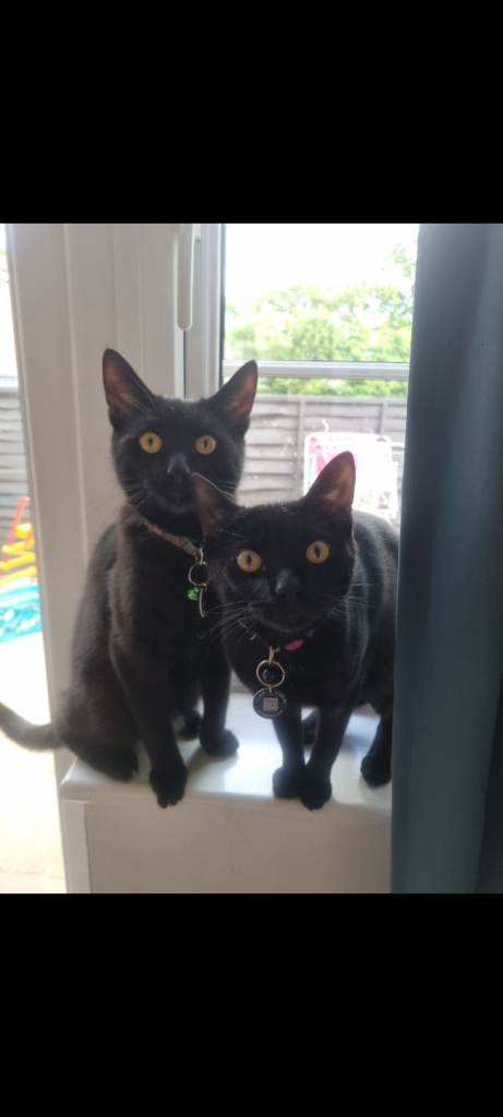 X2 Bombay Cats