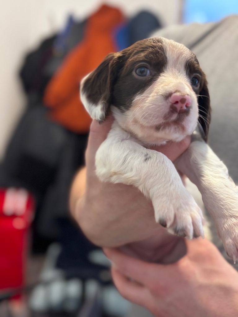 Springer spaniel puppies for sale 