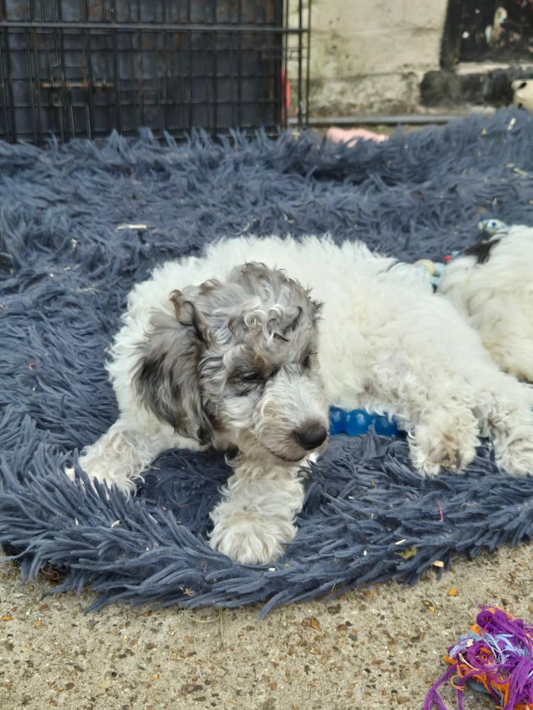 Cockapoo puppy 