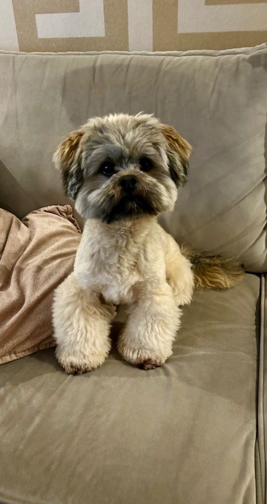 Lhasa apso for sale 