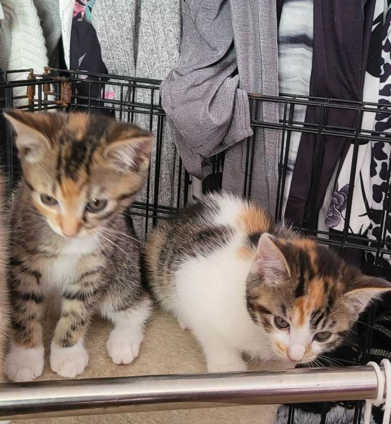My gorgeous little girls 