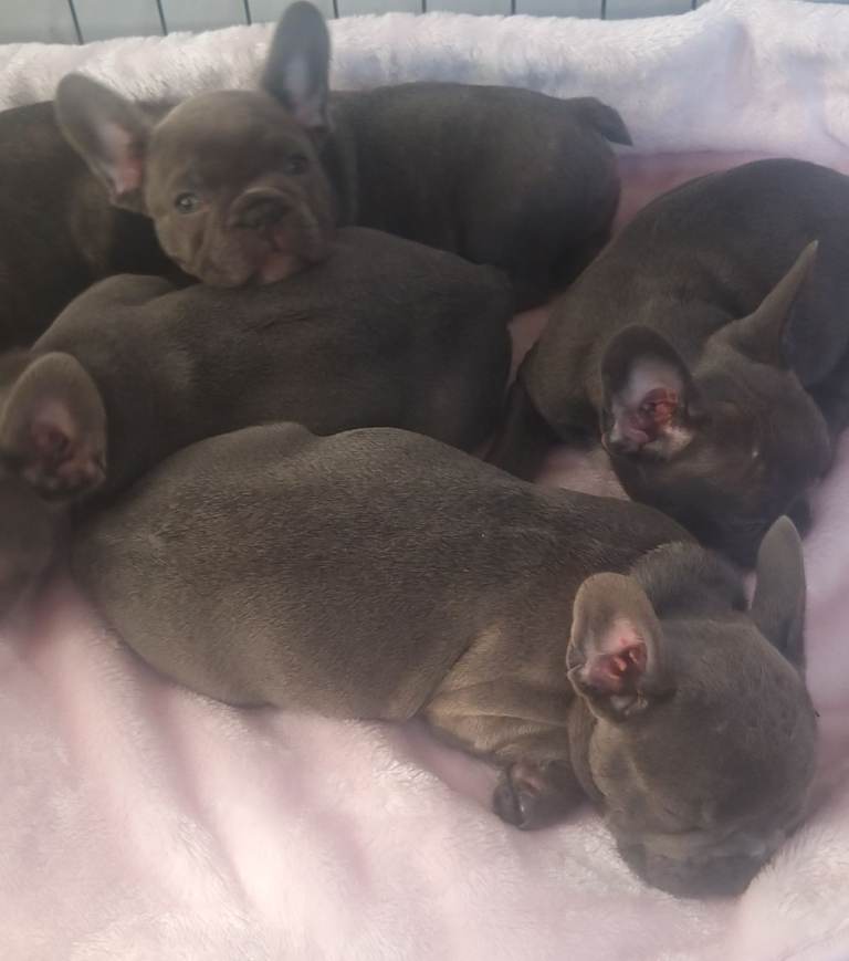 French bulldog puppies lilac/pink lilac brindle