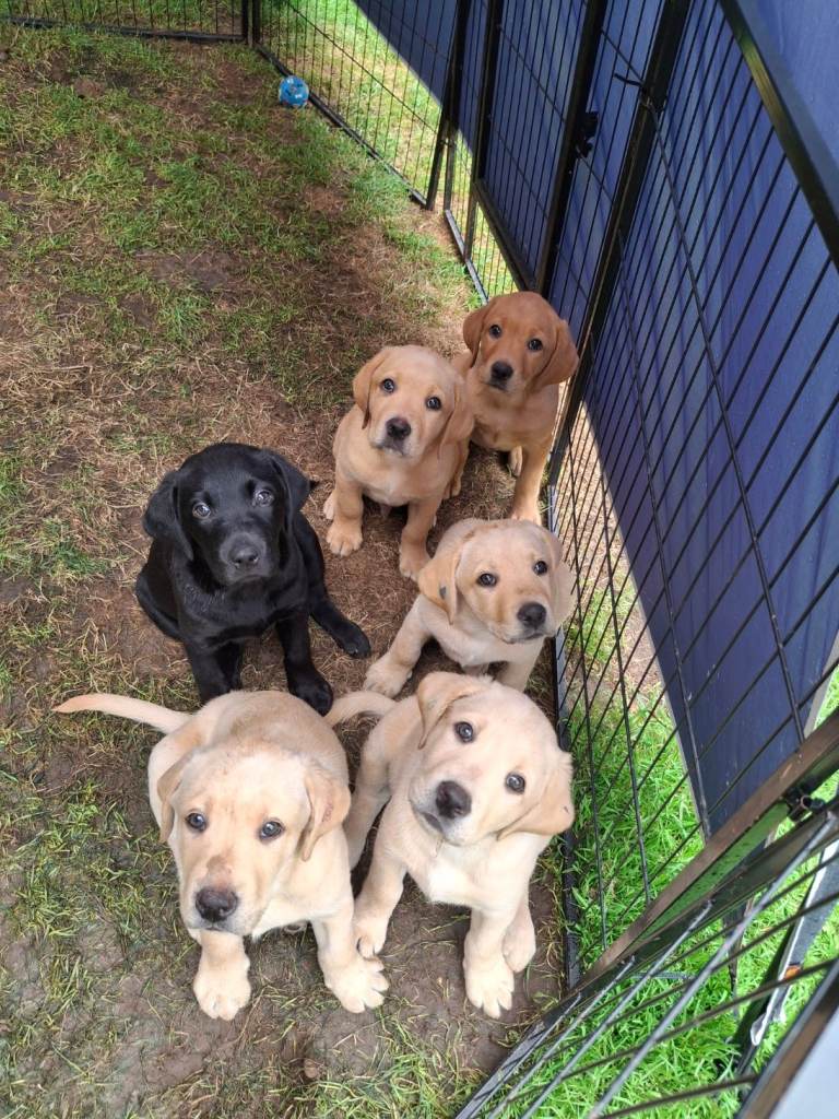 READY TO GO! Labrador KC Reg Puppies. 