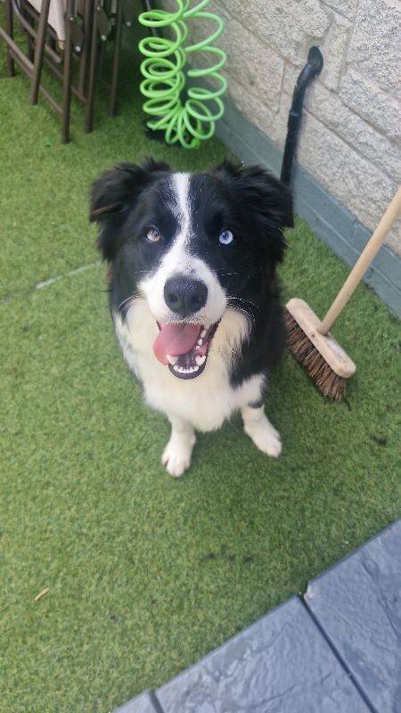 Border collie