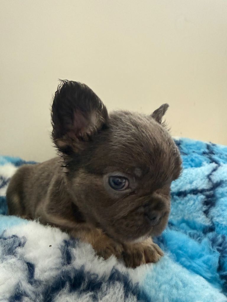 Beautiful French Bulldog Puppies READY TO GO!!!