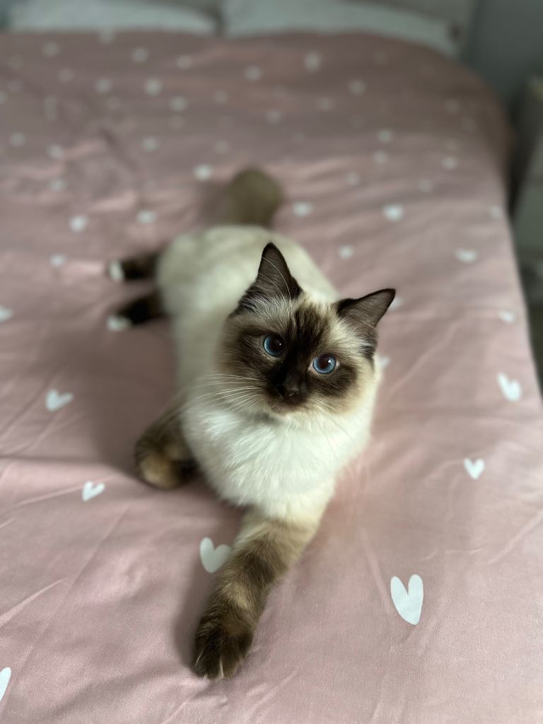 Pure Ragdoll Kittens | Vet Checked | Vaccinated | Ready Next Week 