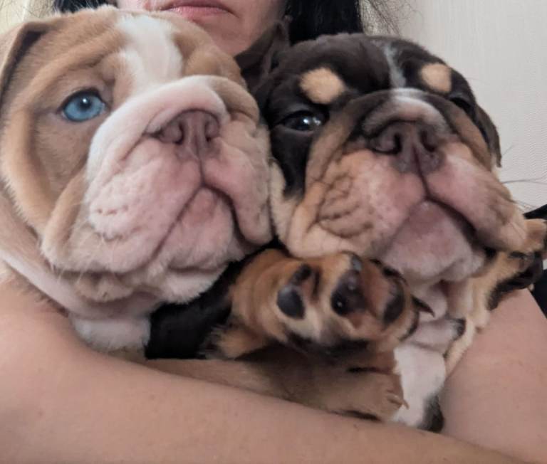 British bulldog pups 