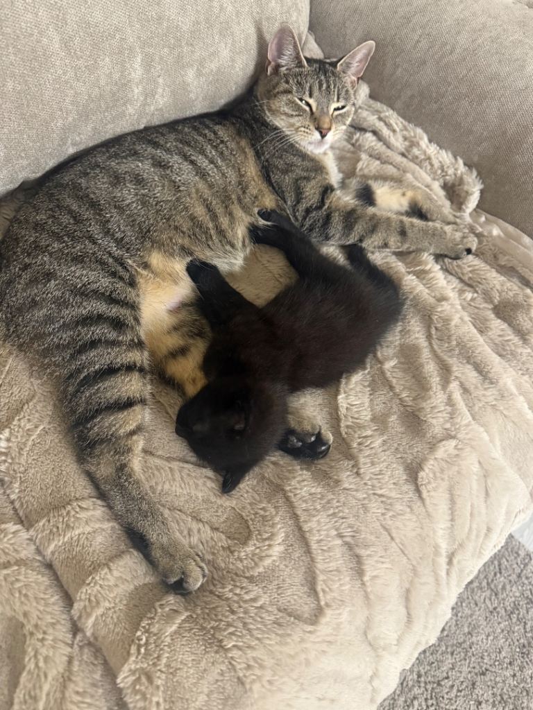Mum & Son – Beautiful Bonded Pair 🐾❤️