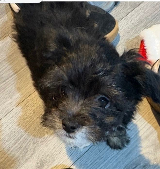 2 puppy’s for sale