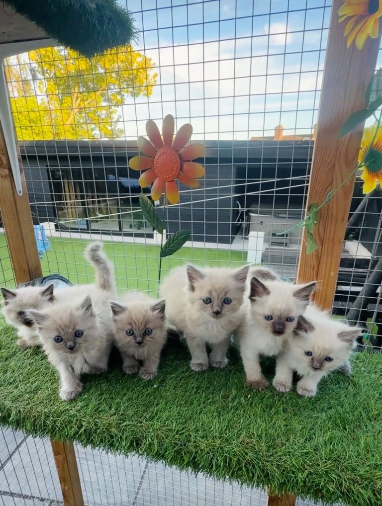 Full breed ragdoll kittens mink