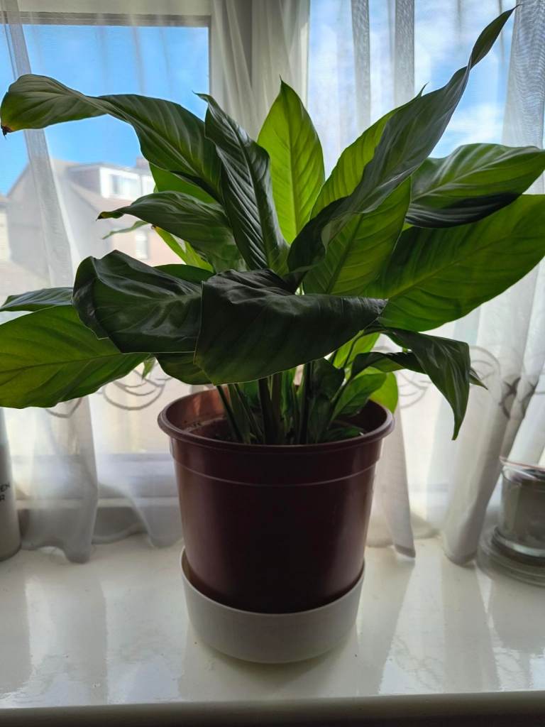 Spathiphyllum Peace Lily House Plant (V.Large)) Live Indoor Plant 