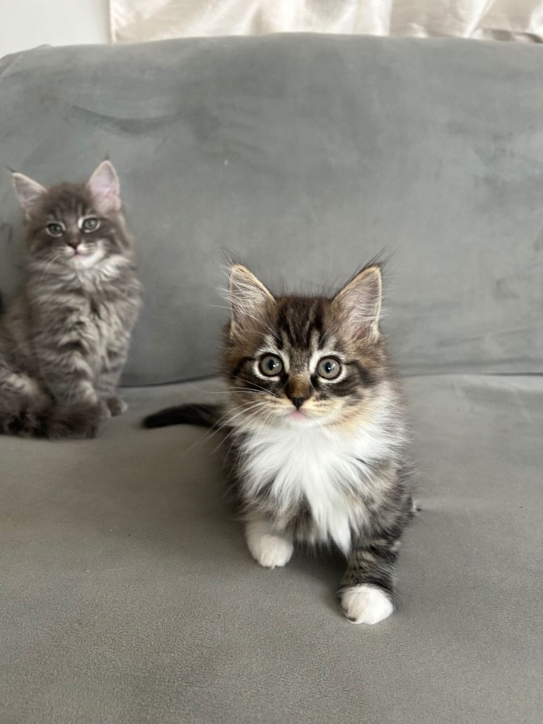 Ragdoll x maincoon kittens 