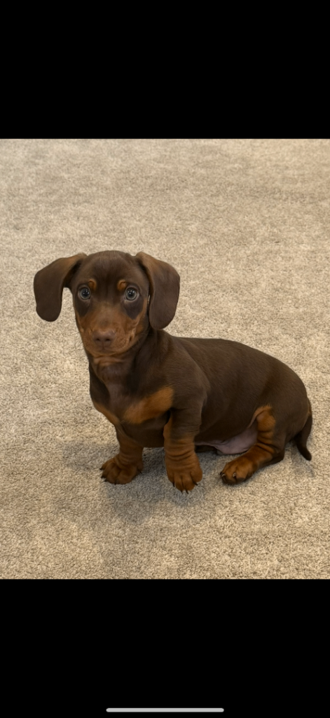 Miniature dachshund Boy 