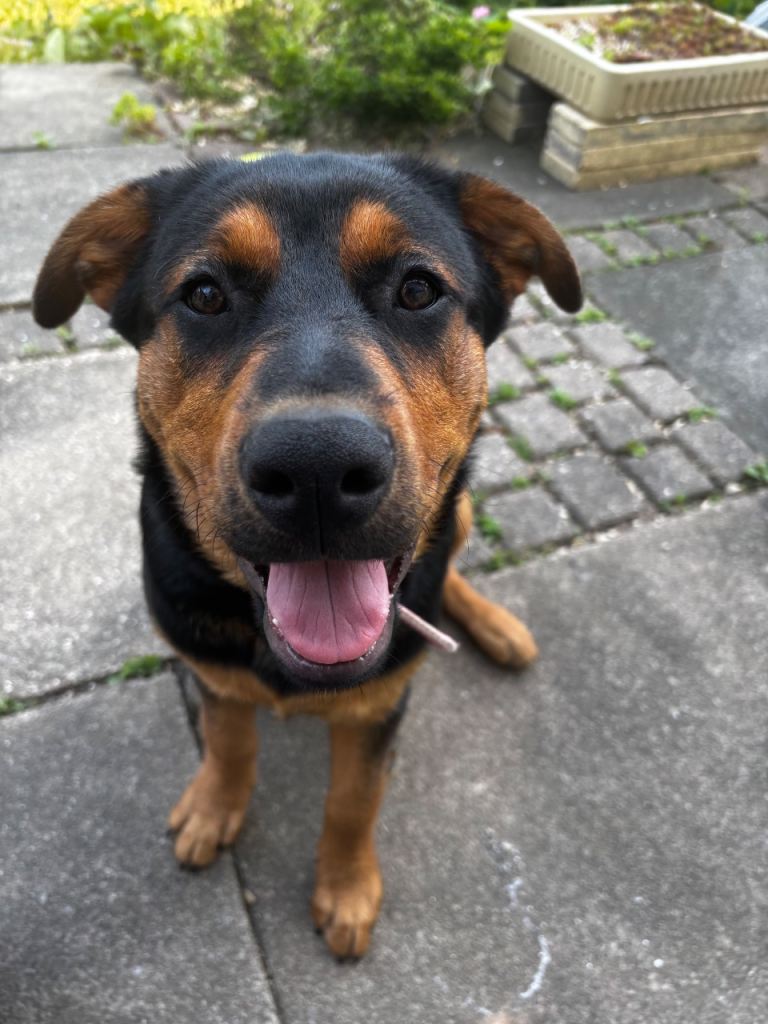 Beautiful & Smart 5-Month-Old Rottweiler Puppy Looking for Loving Home 🐾