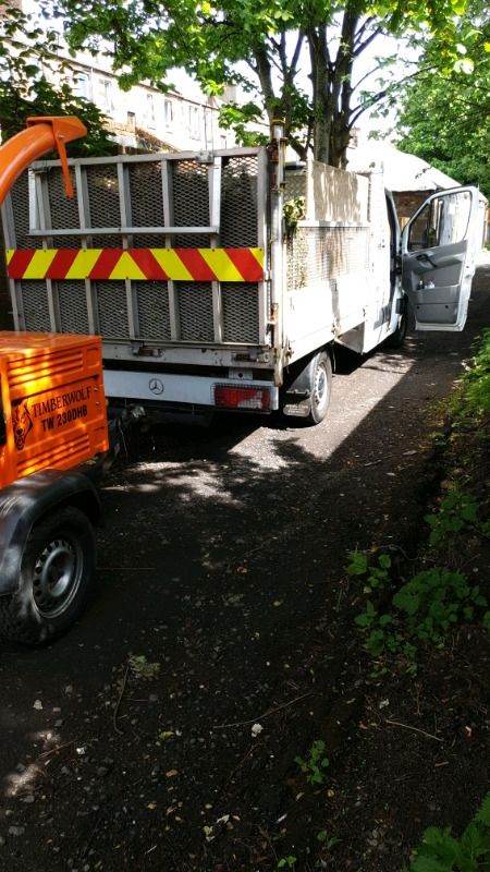 Silver birtch tree surgeons