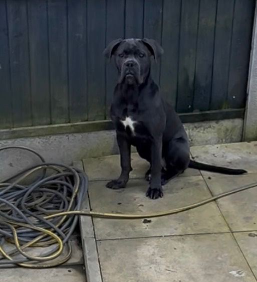 FEMALE CANE CORSO PUP 🐶 