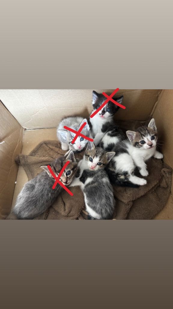 2 adorable kittens ready to go!