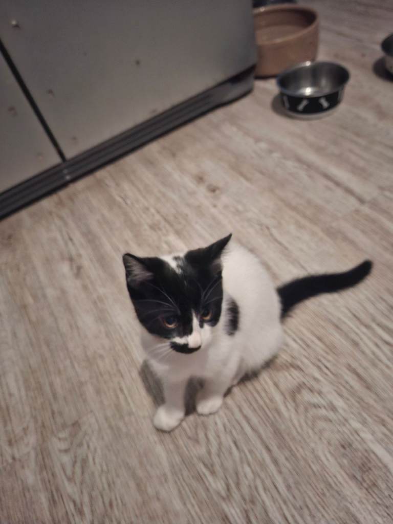 1 male kitten for sale 
