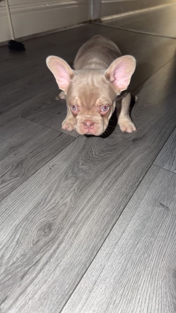 Stunning French bulldog looking for a new home 