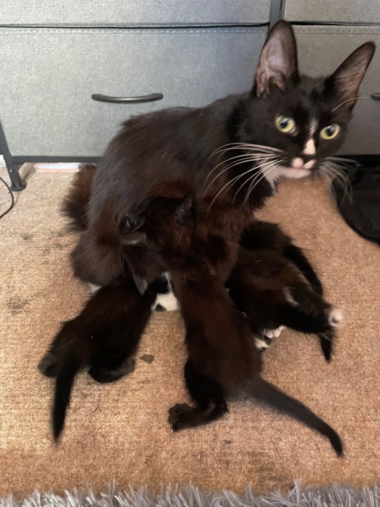 Kittens for sale